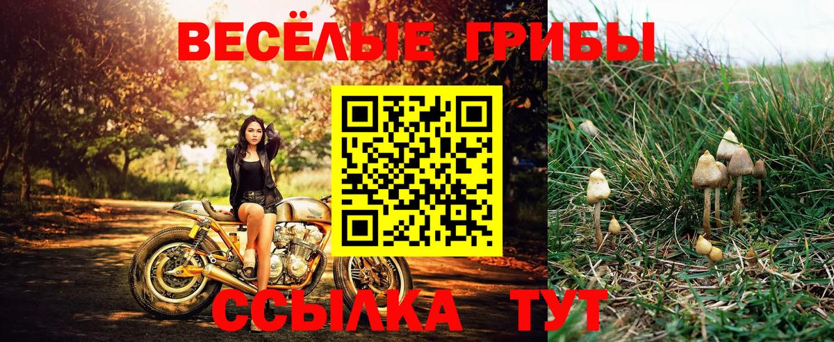 Псилоцибиновые грибы Psilocybe  Вход с VPN  Еманжелинск 